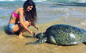 Turtle Bay