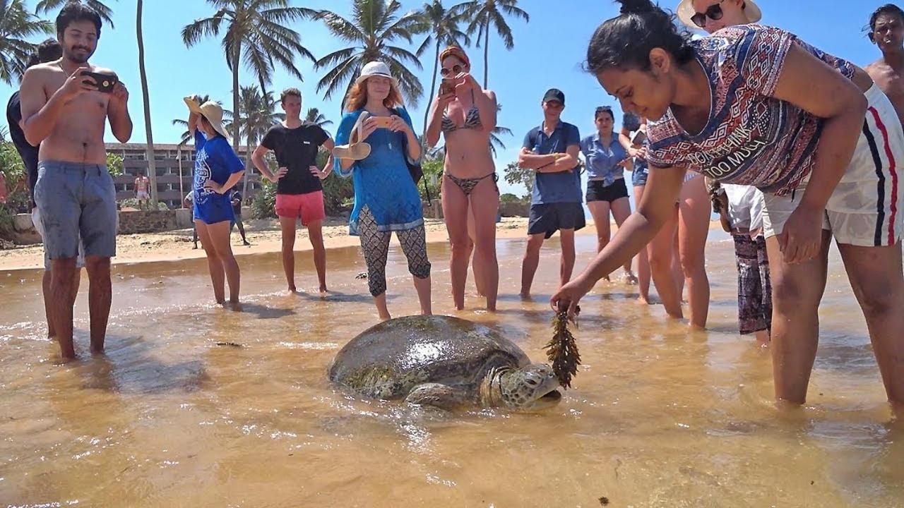 Отель Turtle Bay Хиккадува Экстерьер фото